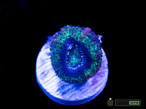 Acan (WYSIWYG)