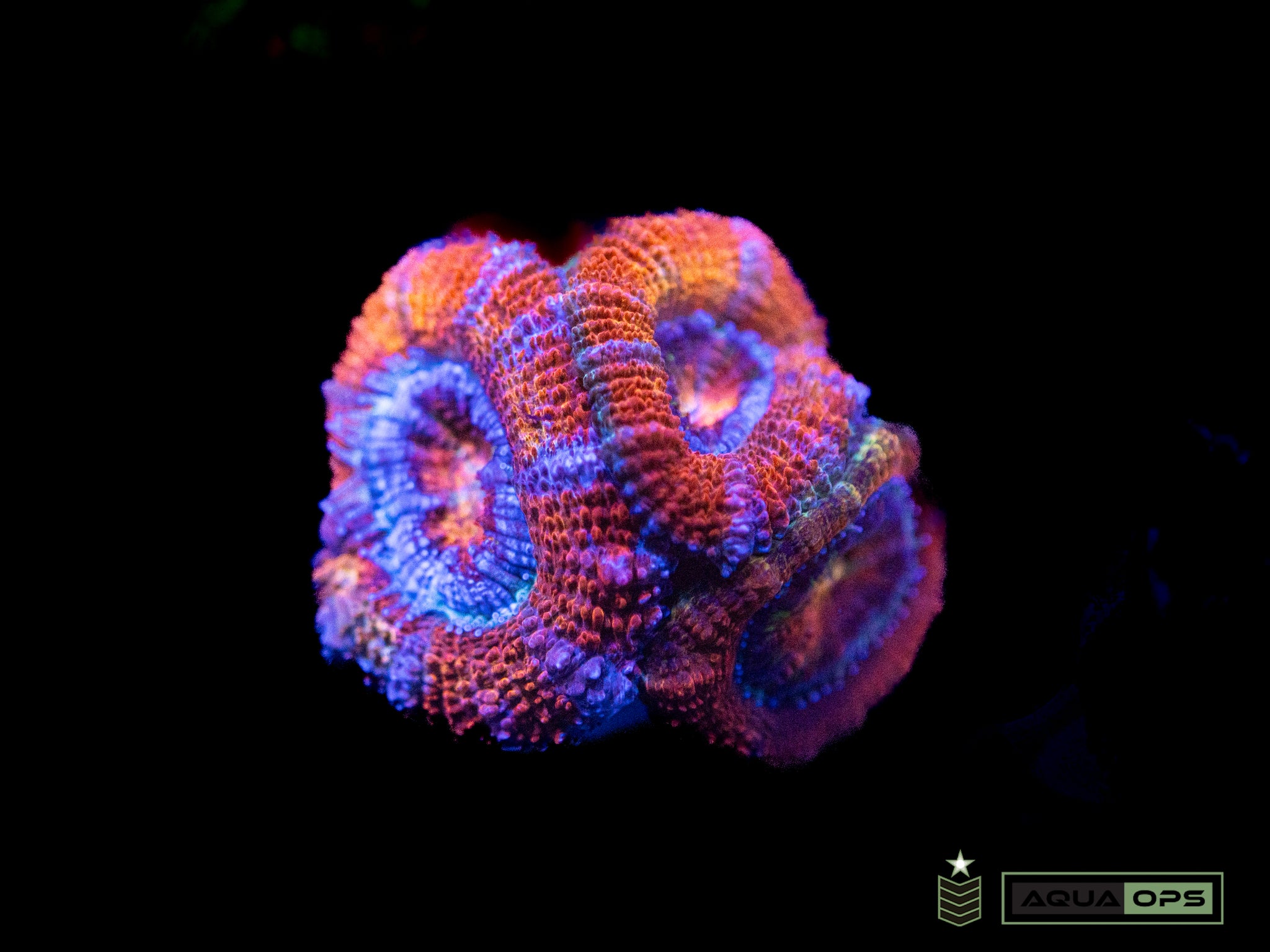 Rainbow Acan (WYSIWYG)