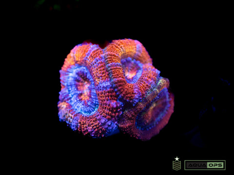 Rainbow Acan (WYSIWYG)