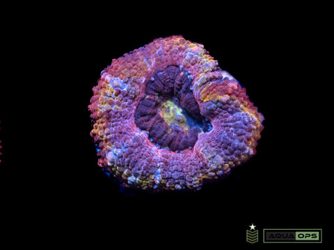 Unique Rainbow Acan (WYSIWYG)