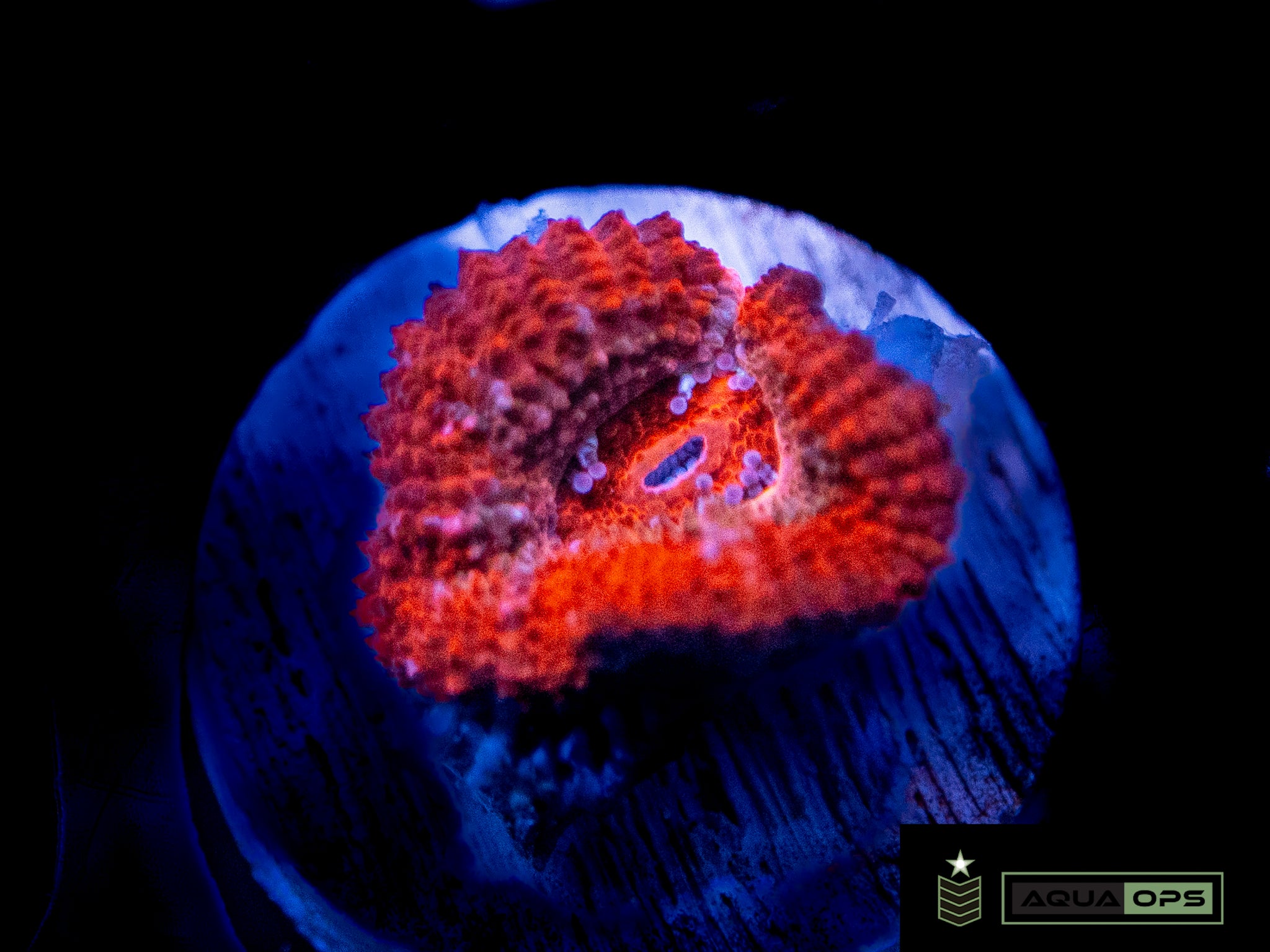 Acan (WYSIWYG)