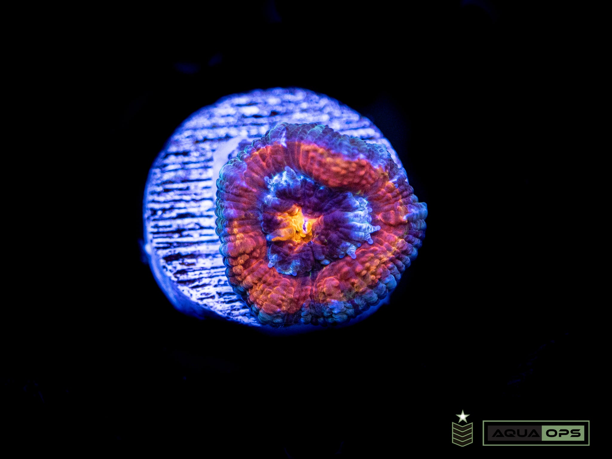 Rainbow Acan (WYSIWYG)