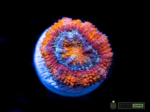 Rainbow Acan (WYSIWYG)