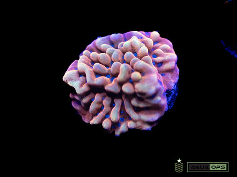 Flaming Phoenix  Montipora (WYSIWYG)