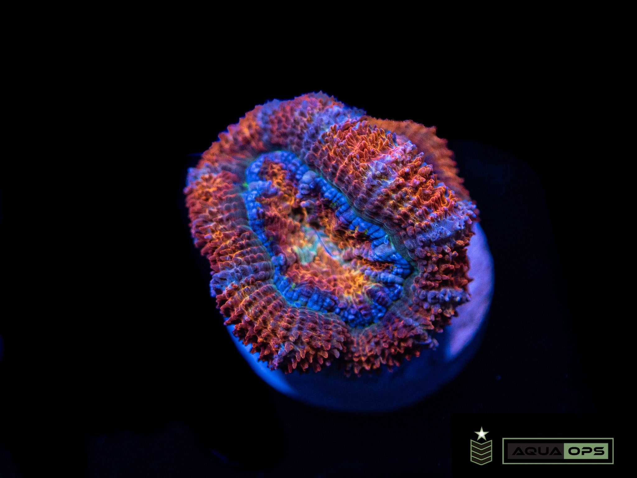 Rainbow Acan (WYSIWYG)