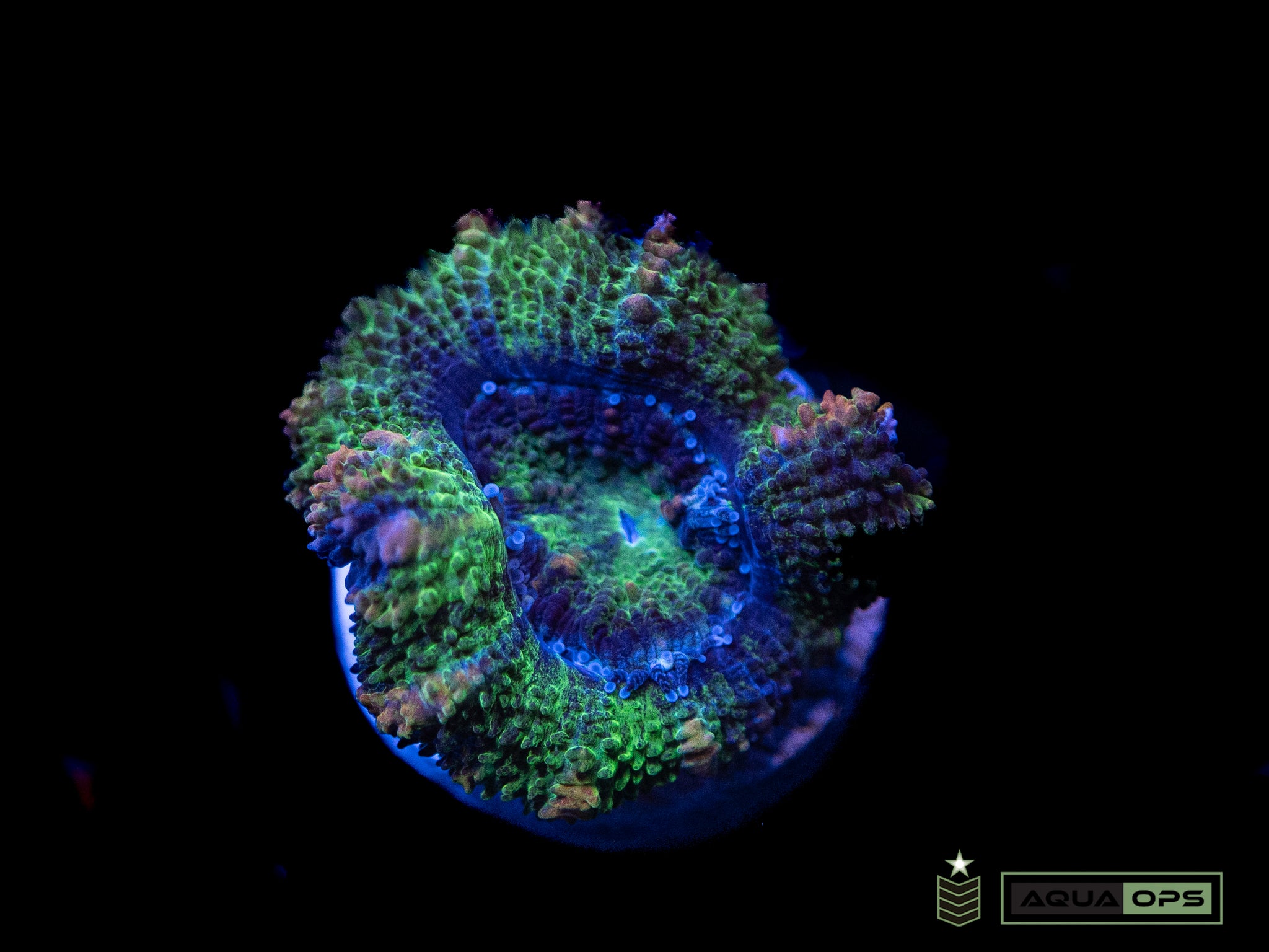 Ultra Acan (WYSIWYG)