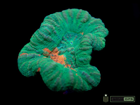 Dual Mouth Bleeding Apple Scolymia (WYSIWYG)