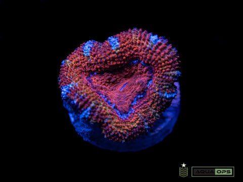 Rainbow Acan (WYSIWYG)