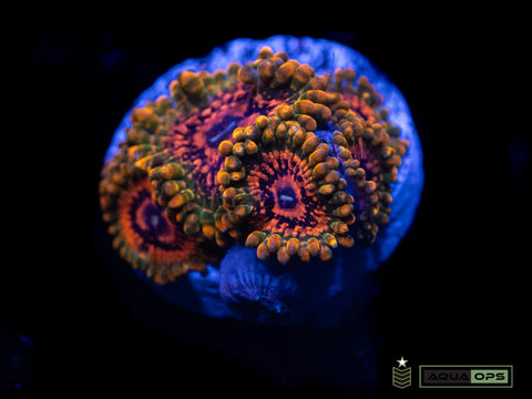 Grand Master Krakatoa Zoanthid (WYSIWYG)