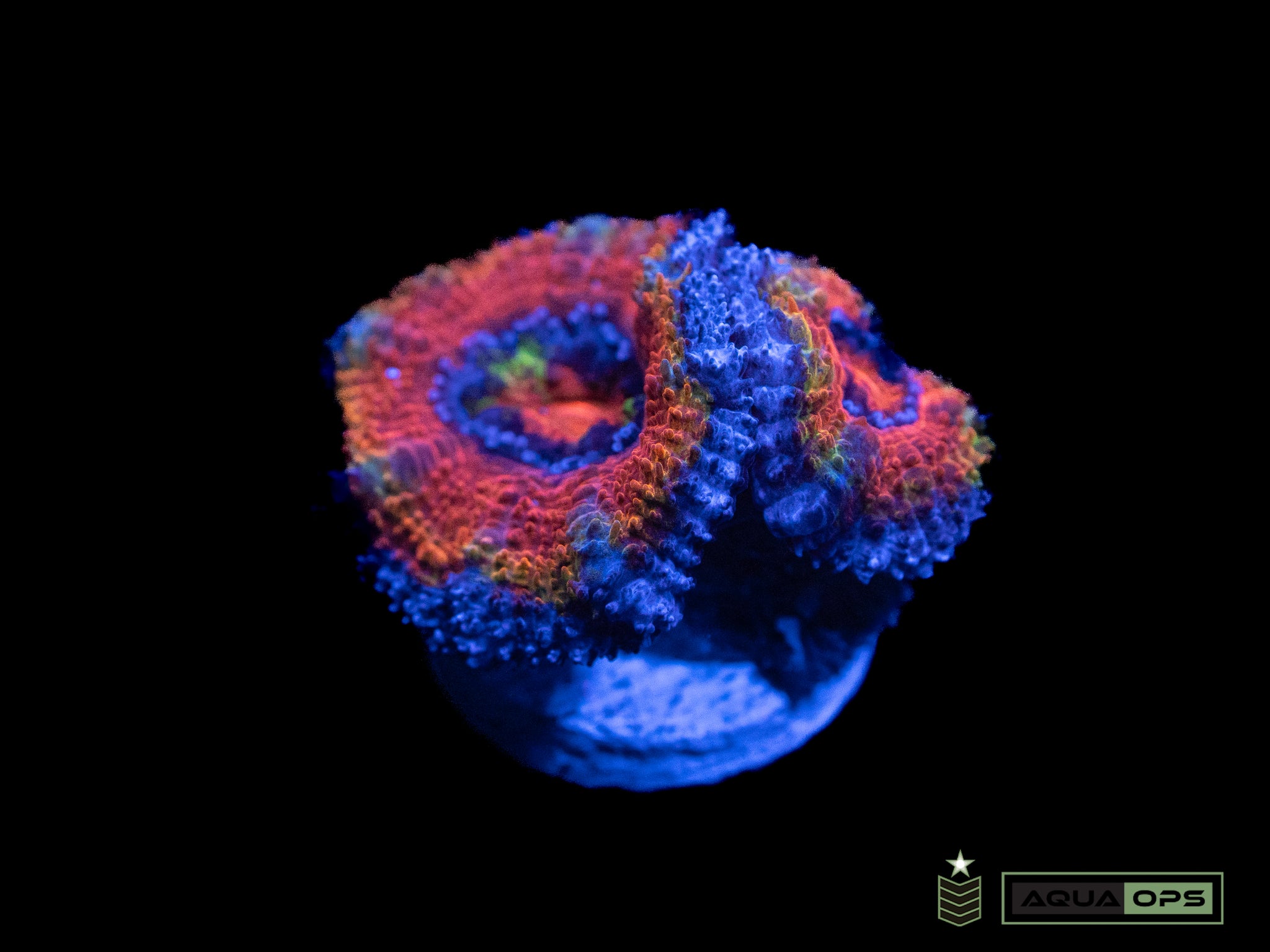 Rainbow Acan (WYSIWYG)