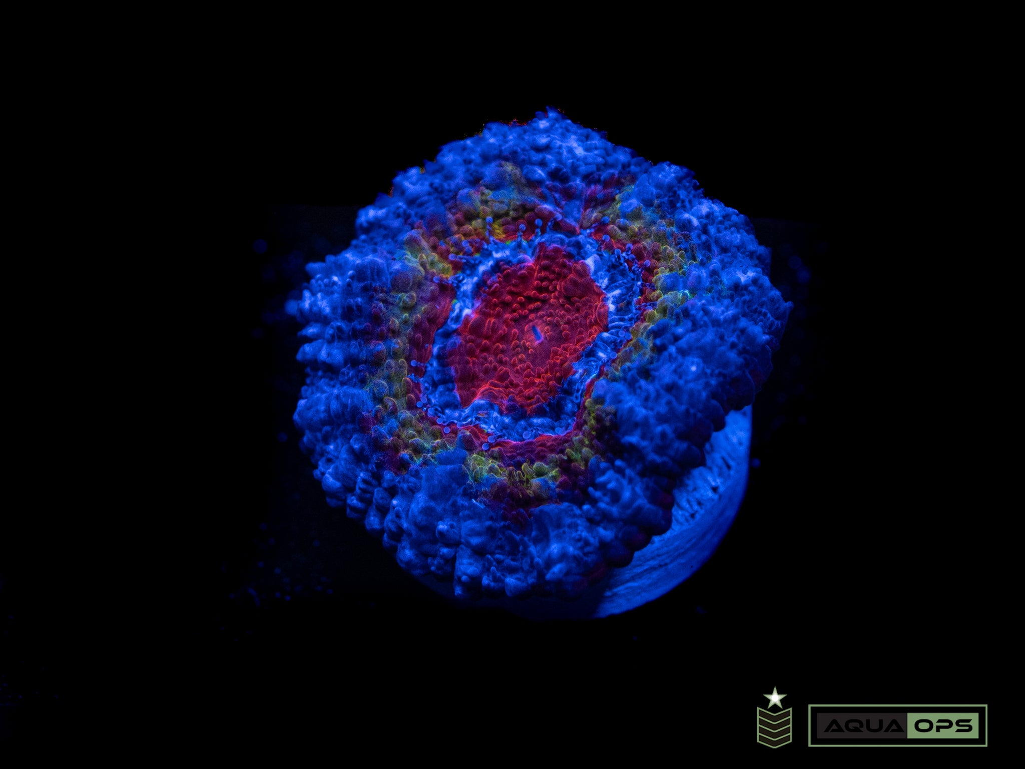 Rainbow Acan (WYSIWYG)