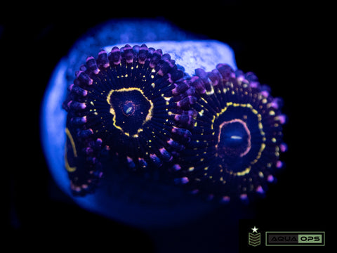 Stratosphere Zoanthid (WYSIWYG)