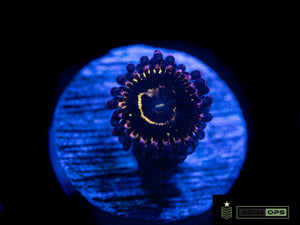 Stratosphere Zoanthid (WYSIWYG)